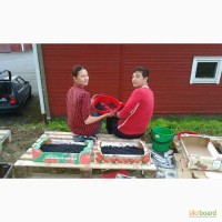 Сезонная работа по сбору лесных ягод и грибов в Финляндии