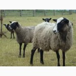Продам Романівські вівці