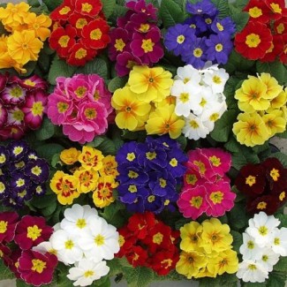 Цветы к 8 Марта оптом примула (широкий ассортимент цветов)