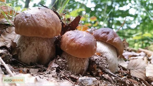 Фото 13. Грибница белого гриба - семена грибов для выращивания на приусадебном участке и помещении