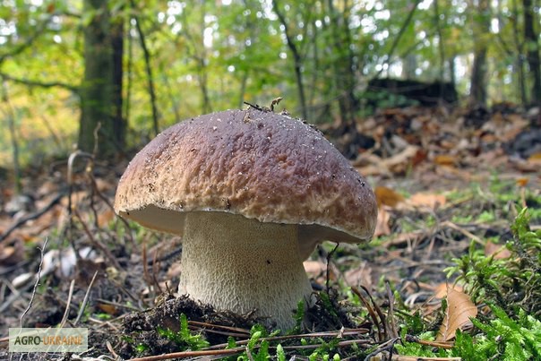 Фото 4. Грибница белого гриба - семена грибов для выращивания на приусадебном участке и помещении