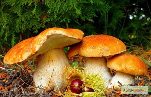 Фото 5. Грибница белого гриба - семена грибов для выращивания на приусадебном участке и помещении