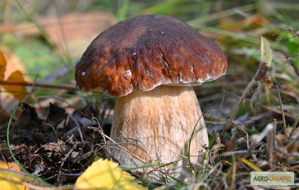 Фото 7. Грибница белого гриба - семена грибов для выращивания на приусадебном участке и помещении