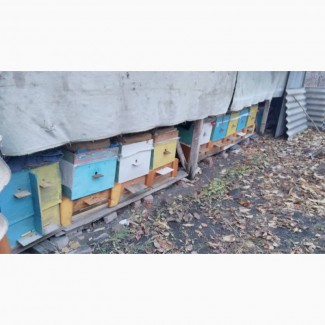 Продам пасіку 13 вуликів термінової бджоли породи Українська степова