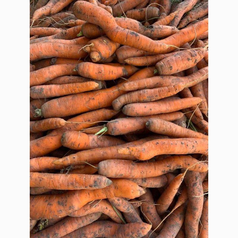 Фото 2. Продам моркву