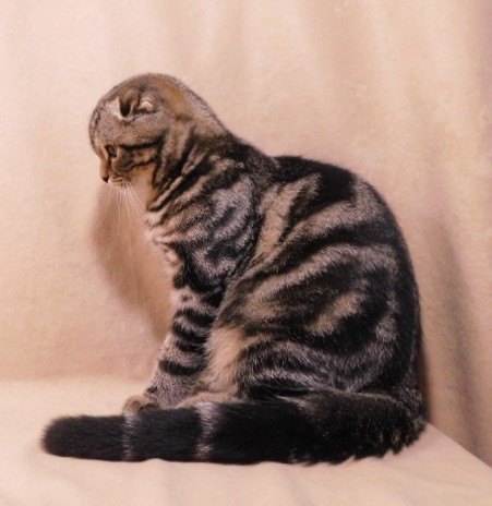 Фото 4. Продается мраморный вислоухий котик