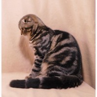 Продается мраморный вислоухий котик