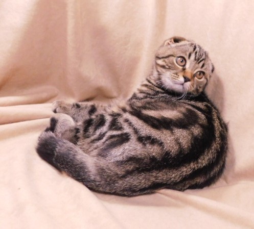 Фото 5. Продается мраморный вислоухий котик