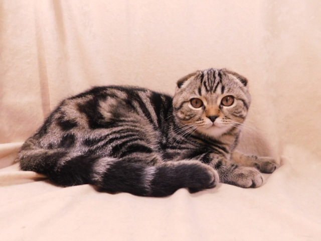Фото 6. Продается мраморный вислоухий котик