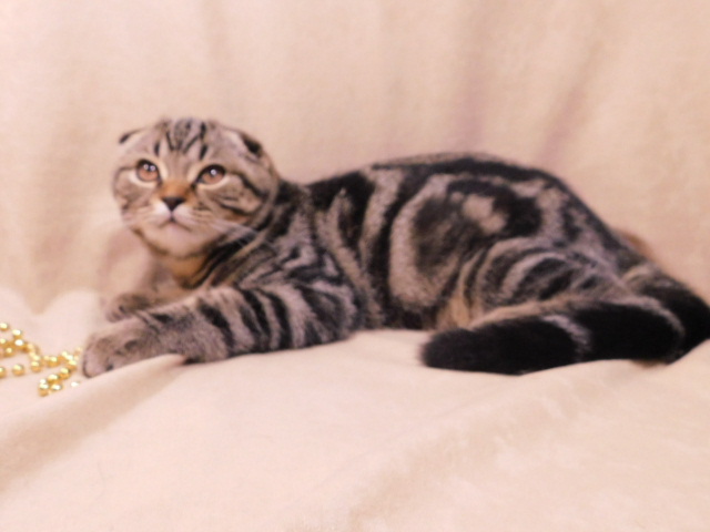 Фото 7. Продается мраморный вислоухий котик