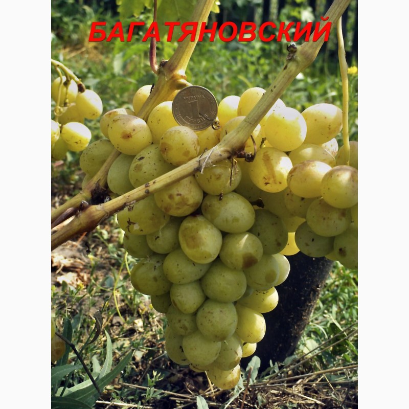 Фото 4. Черенки и саженцы крупноплодного винограда