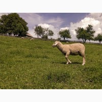 Продаються племінні вівці породи «Мериноландшаф»