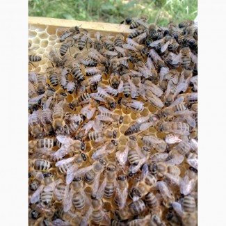 Продам бджоломатки