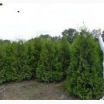 Туя Смарагд 160-180 см Киев купить Озеленение ландшафтный дизайн Киев.