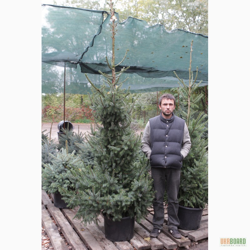 Фото 12. Можжевельник голубой коллоновидный Блу Арроу (juniperus Blue Arrow) 1.7-1.8 Киев купить.
