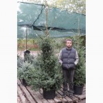 Можжевельник голубой коллоновидный Блу Арроу (juniperus Blue Arrow) 1.7-1.8 Киев купить.