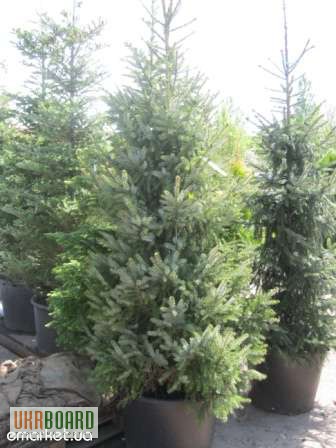 Фото 13. Можжевельник голубой коллоновидный Блу Арроу (juniperus Blue Arrow) 1.7-1.8 Киев купить.