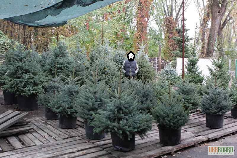 Фото 16. Можжевельник голубой коллоновидный Блу Арроу (juniperus Blue Arrow) 1.7-1.8 Киев купить.