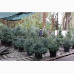 Можжевельник голубой коллоновидный Блу Арроу (juniperus Blue Arrow) 1.7-1.8 Киев купить.