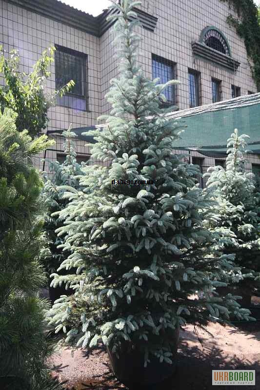 Фото 18. Можжевельник голубой коллоновидный Блу Арроу (juniperus Blue Arrow) 1.7-1.8 Киев купить.
