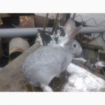 Продам кроликов советская шиншилла