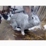 Продам кроликов советская шиншилла
