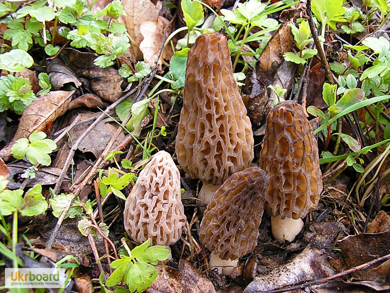 Рассада (мицелий грибов) Сморчок высокий для выращивания грибов в саду, помещениях