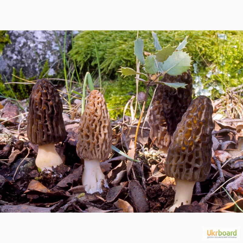 Фото 2. Рассада (мицелий грибов) Сморчок высокий для выращивания грибов в саду, помещениях
