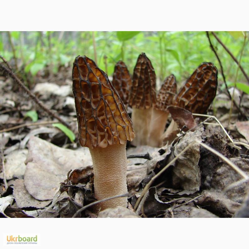 Фото 3. Рассада (мицелий грибов) Сморчок высокий для выращивания грибов в саду, помещениях