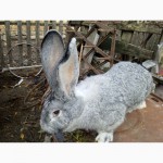 Продам кролів породи Фландр, Обр, білий велетень, рекс: кастор, голубий