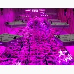 LED светодиод для растений 10 Вт (фитосветодиод)