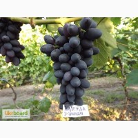 Саженцы винограда: Надежда Ранняя