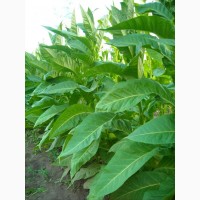 Семена табака, и махорки