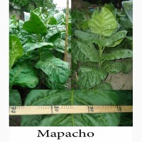 Семена табака, и махорки