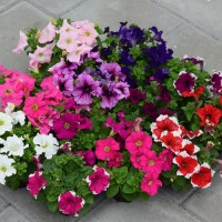 Открыт прием заказов на рассаду цветов из Голландии (петуния, сурфиния, пеларгония)