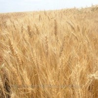 Продам насіння пшениці ярої Русалка