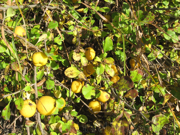 Фото 4. Продам саженцы Айва лесная низкорослая (без кома) и много других растений