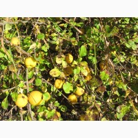 Продам саженцы Айва лесная низкорослая (без кома) и много других растений