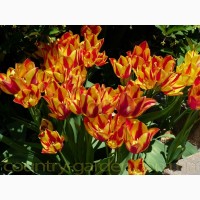 Продам луковицы Тюльпанов Мультифлора и много других растений (опт от 1000 грн)