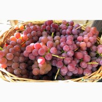 Ягоды Виноград Лидия Розовая, Изабелла 100 - 150 кг. или чистый 100% сок