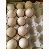 Продаю утиные яйца для инкубации самовывоз Харьковская область