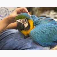 Синьо-жовті ара - пташенята вигодованці