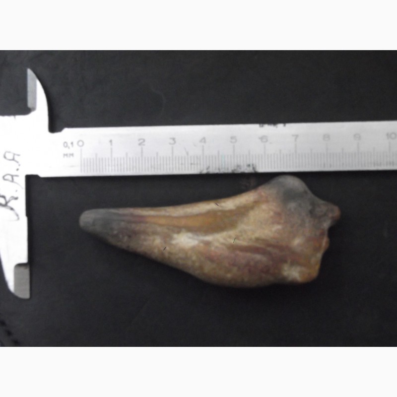 Фото 3. Продам окаменелый зуб в хорошем состоянии найден в черном море