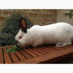 Продам кроликов породы Фландр , Калифорниец , Рекс