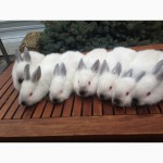 Продам кроликов породы Фландр , Калифорниец , Рекс