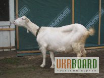 Фото 2. Продам породисті кози ламанча