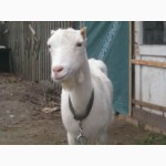 Продам породисті кози ламанча