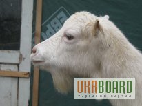 Фото 4. Продам породисті кози ламанча