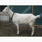 Продам породисті кози ламанча