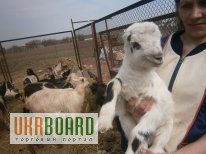 Фото 7. Продам породисті кози ламанча